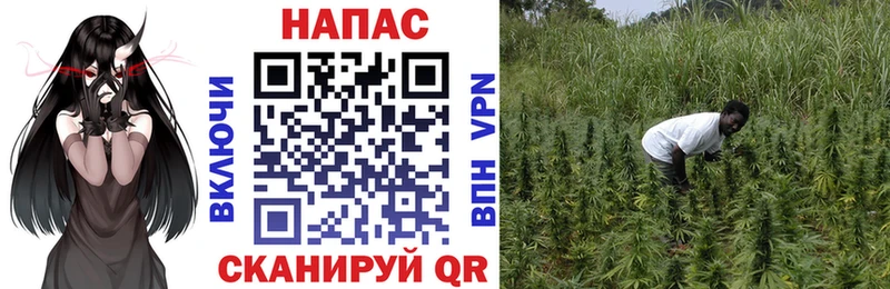 Канабис MAZAR  купить закладку  Магадан 